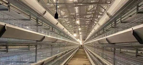 Asian Poultry Tech